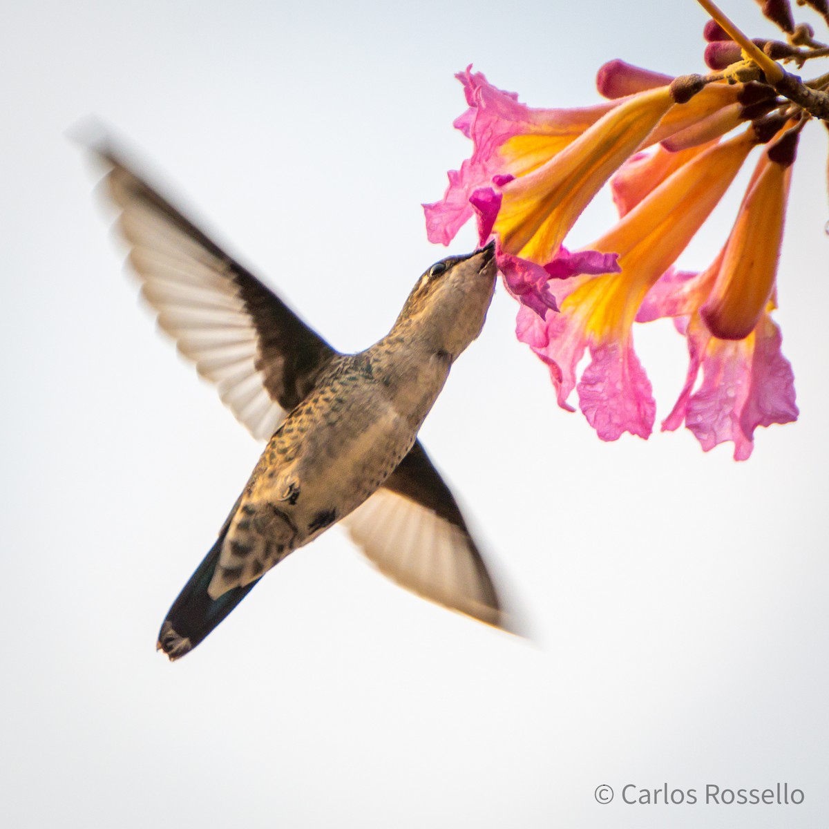 Blue-tufted Starthroat - Carlos Rossello