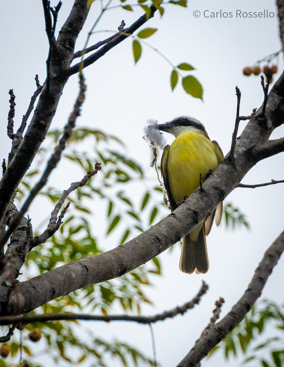 Great Kiskadee - ML255816601