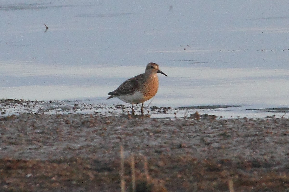 Graubrust-Strandläufer - ML255817061