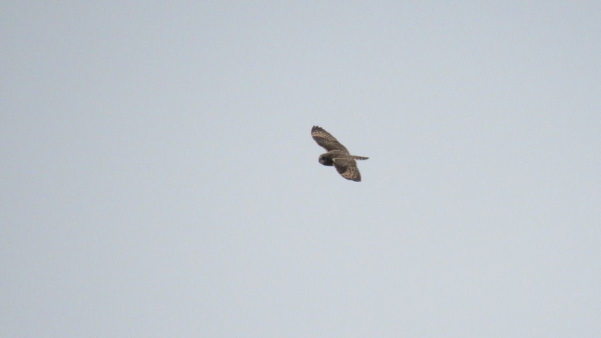 Short-eared Owl - Dan J. MacNeal