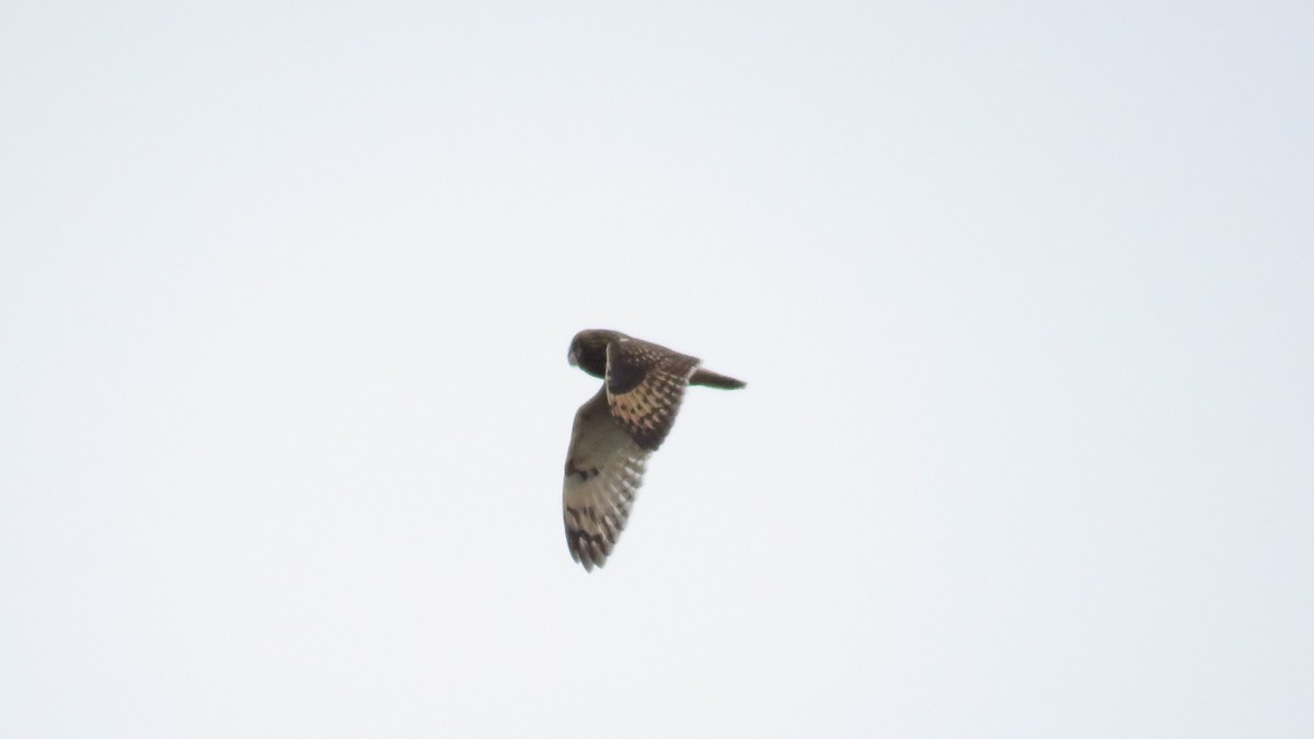 Short-eared Owl - ML25581851