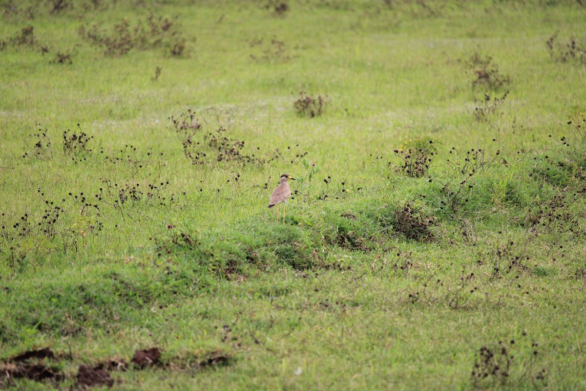 Yellow-wattled Lapwing - ML255819621