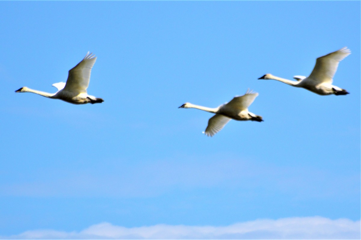 Trumpeter Swan - ML255821781