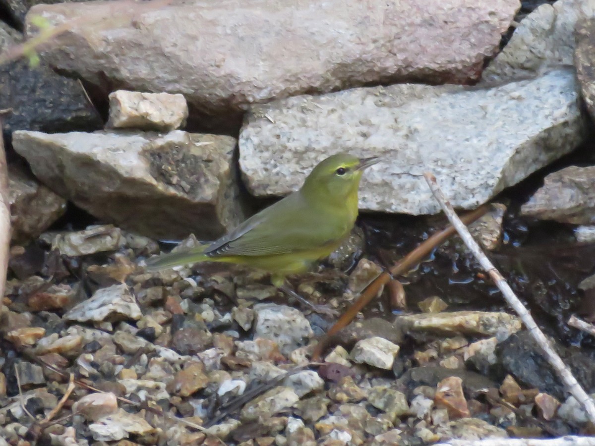 Orange-crowned Warbler - ML255823061