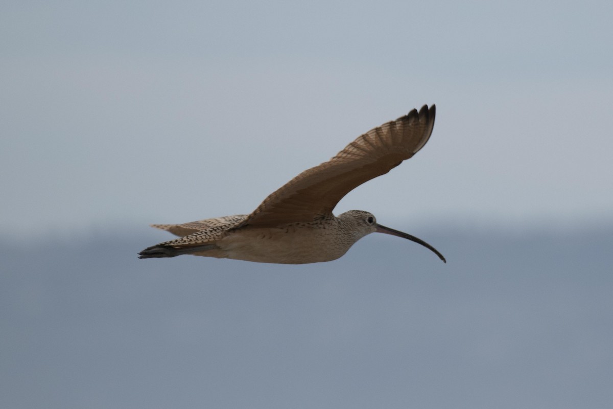 Long-billed Curlew - Jon Parker