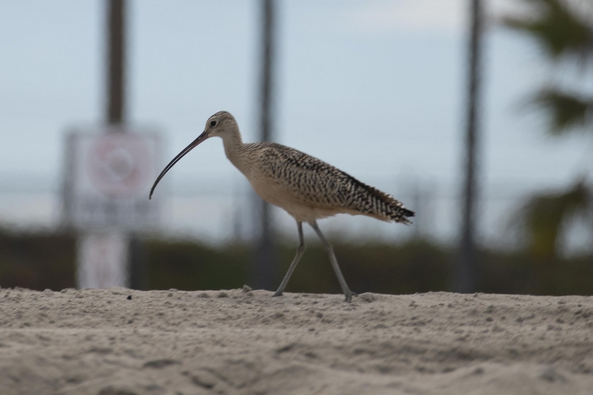 Long-billed Curlew - Jon Parker