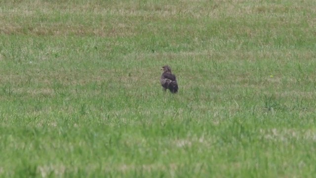 Lesser Spotted Eagle - ML255824571