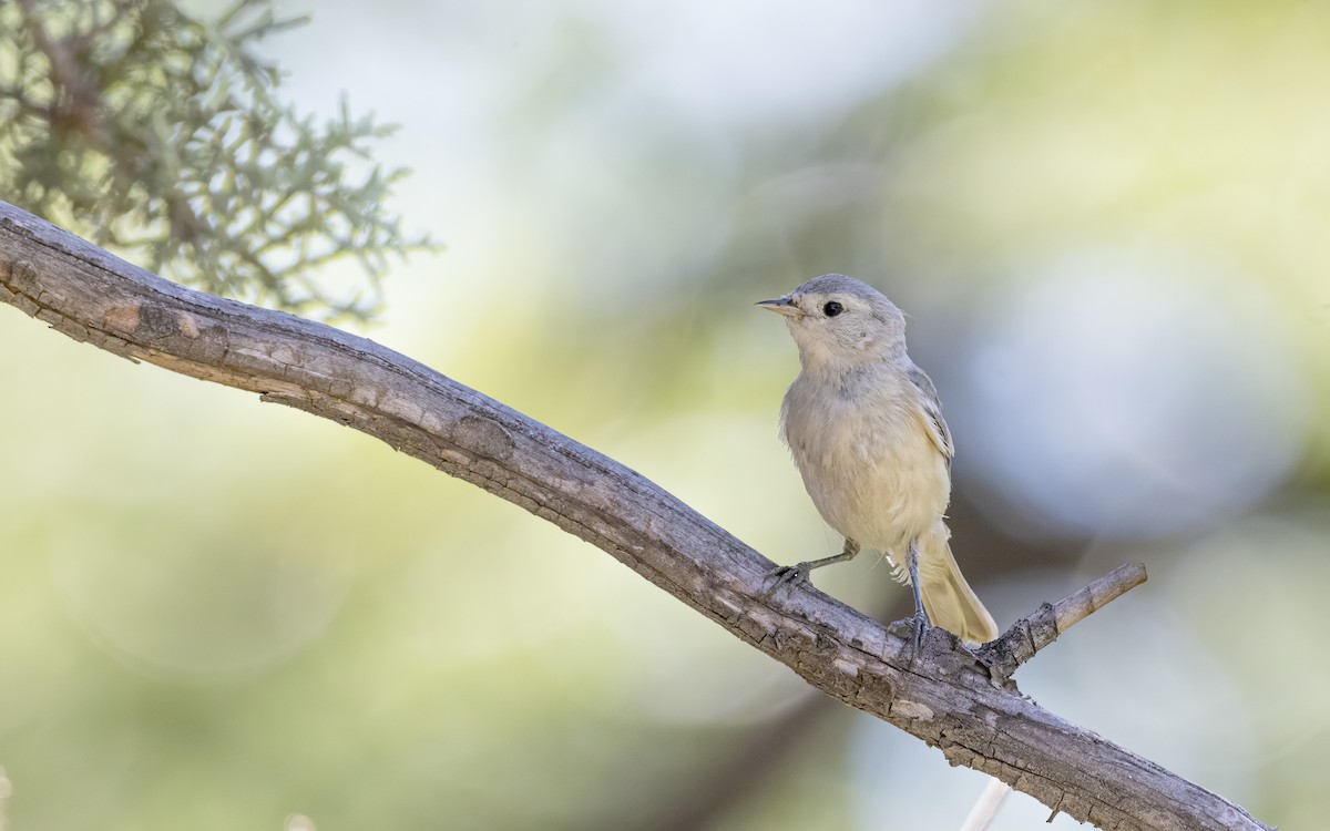 Lucy's Warbler - Bryan Calk