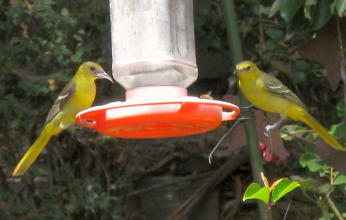 Hooded Oriole - ML255825261