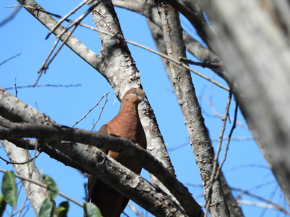 Brown Cuckoo-Dove - ML255825291