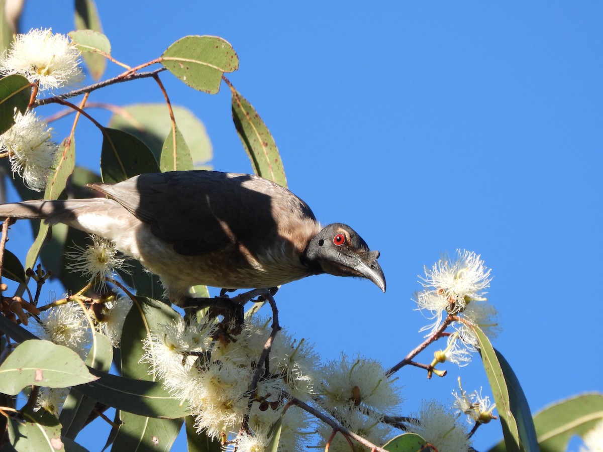 Noisy Friarbird - Bill Murray