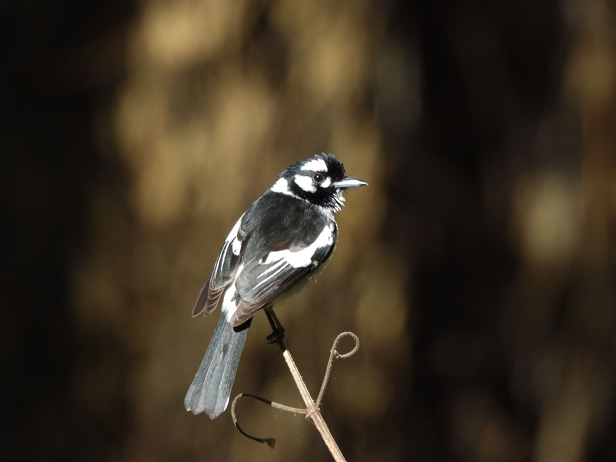 White-eared Monarch - Bill Murray