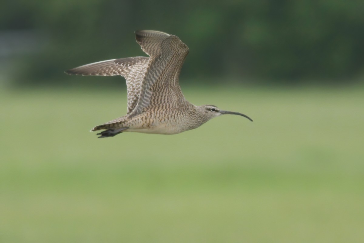 Regenbrachvogel - ML255825861