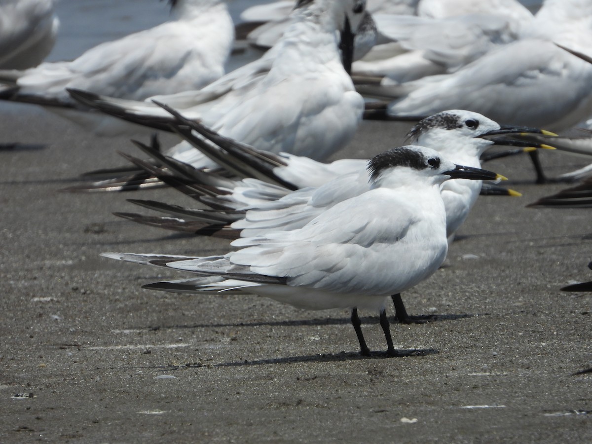 Sandwich Tern - Ivani Martínez Paredes