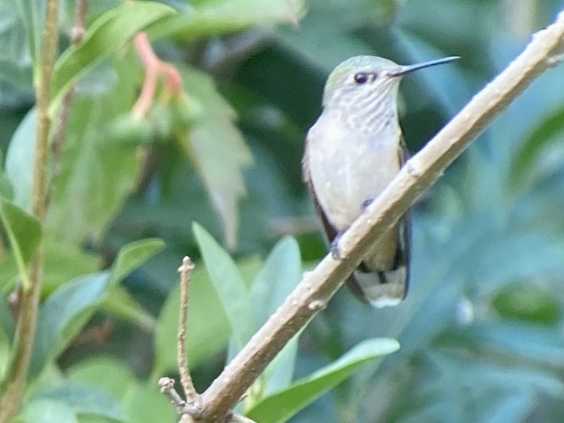 Calliope Hummingbird - ML255826071
