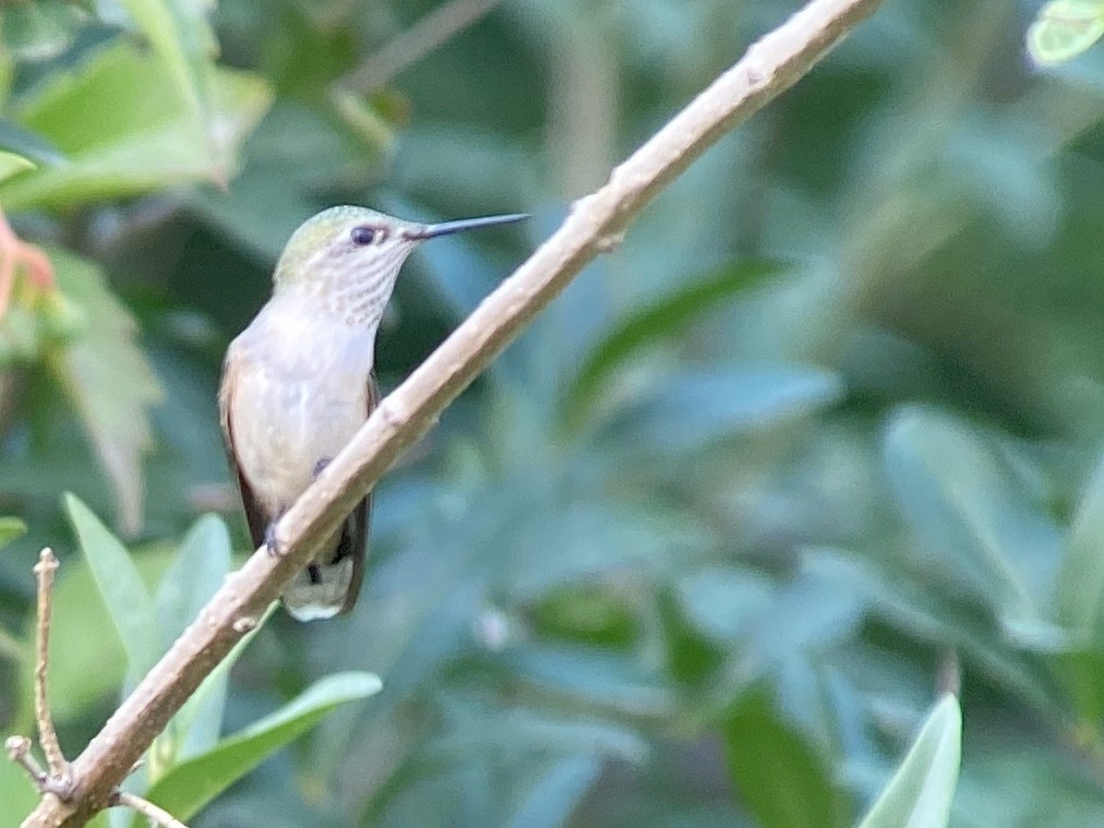 Calliope Hummingbird - ML255826081