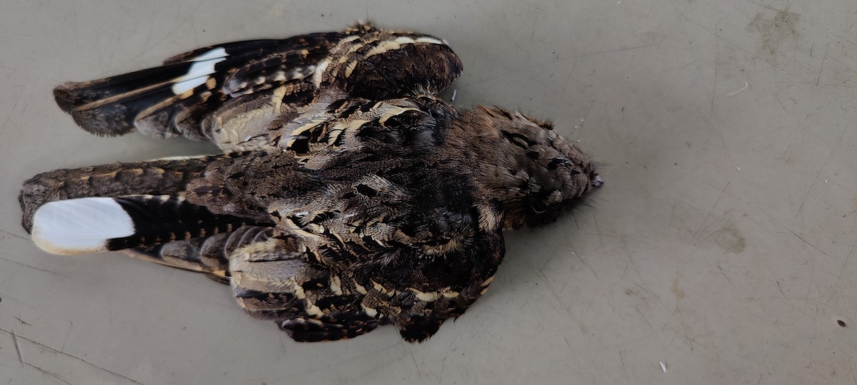 Jerdon's Nightjar - ML255826331