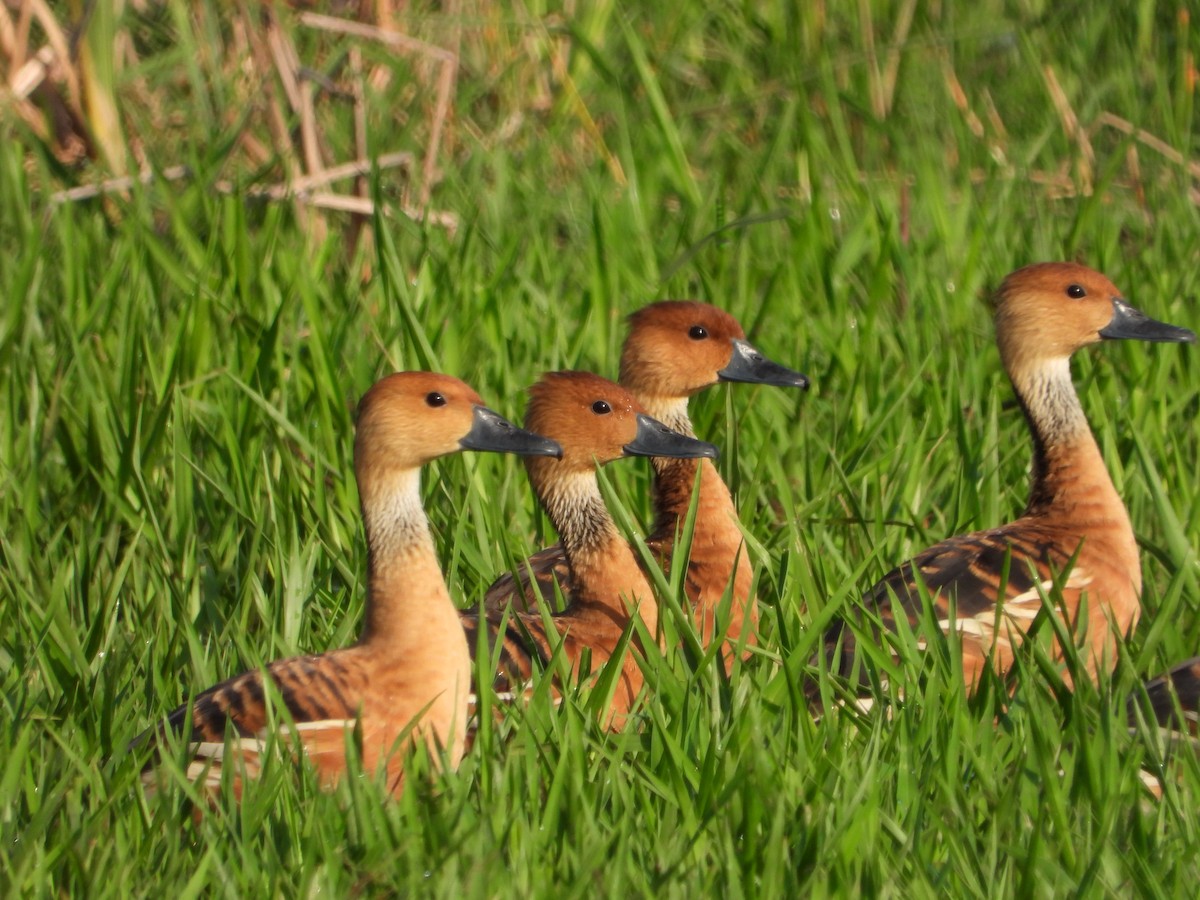 Fulvous Whistling-Duck - ML255826721