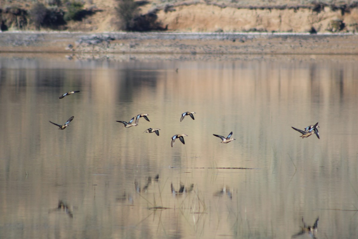 Blue-winged Teal - ML255826781