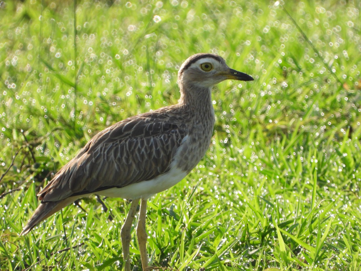 Double-striped Thick-knee - ML255826831
