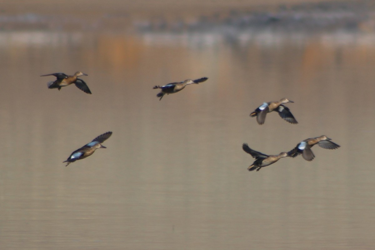 Blue-winged Teal - ML255826941