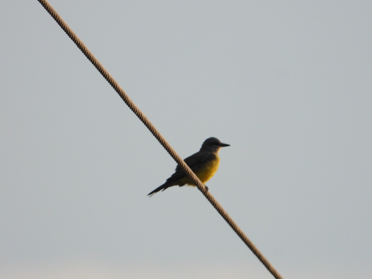 Tropical Kingbird - ML255827101