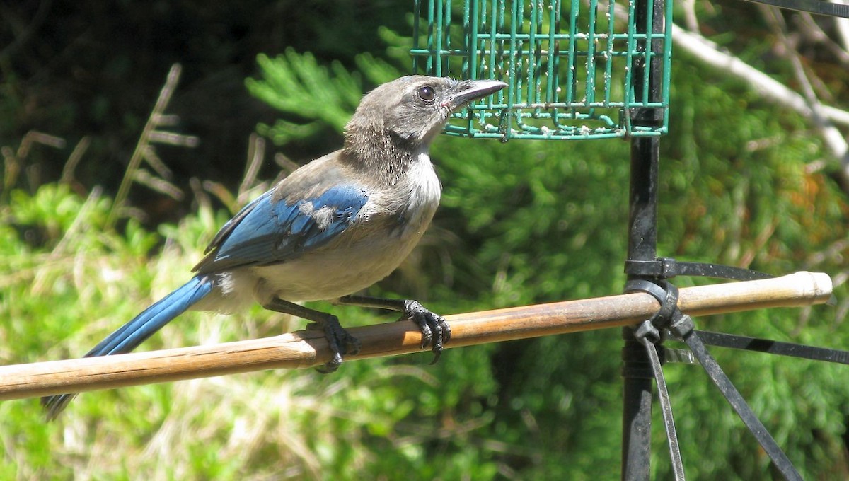 California Scrub-Jay - ML255827131