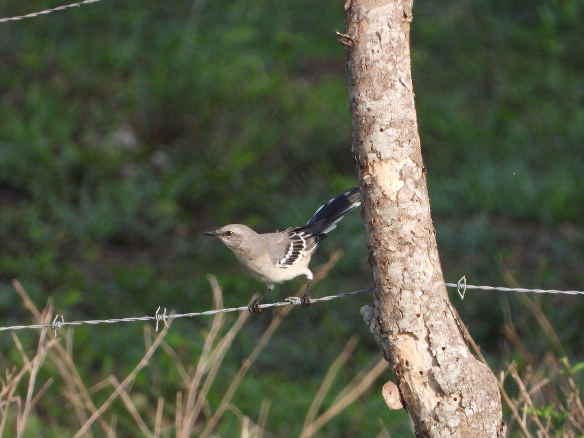 Northern Mockingbird - ML255827171