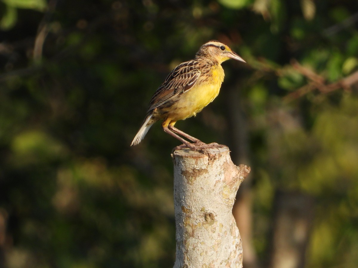 Eastern Meadowlark - ML255827191