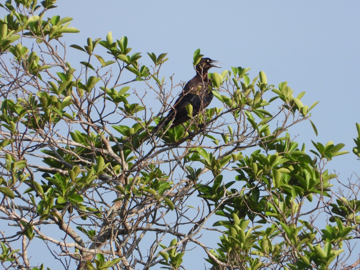 Great-tailed Grackle - ML255827201