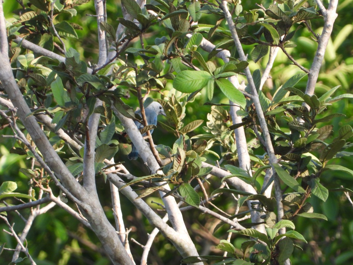 Blue-gray Tanager - ML255827231