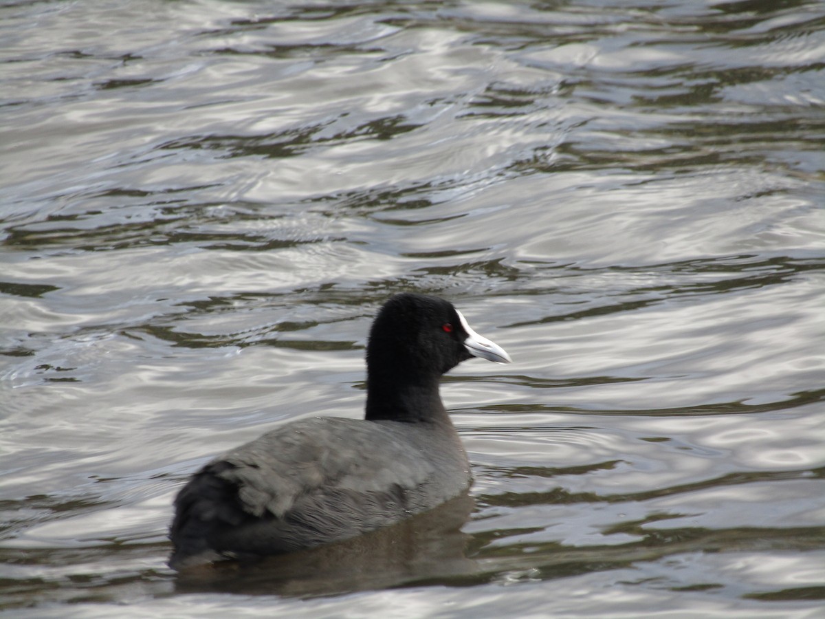 Eurasian Coot - ML255828771