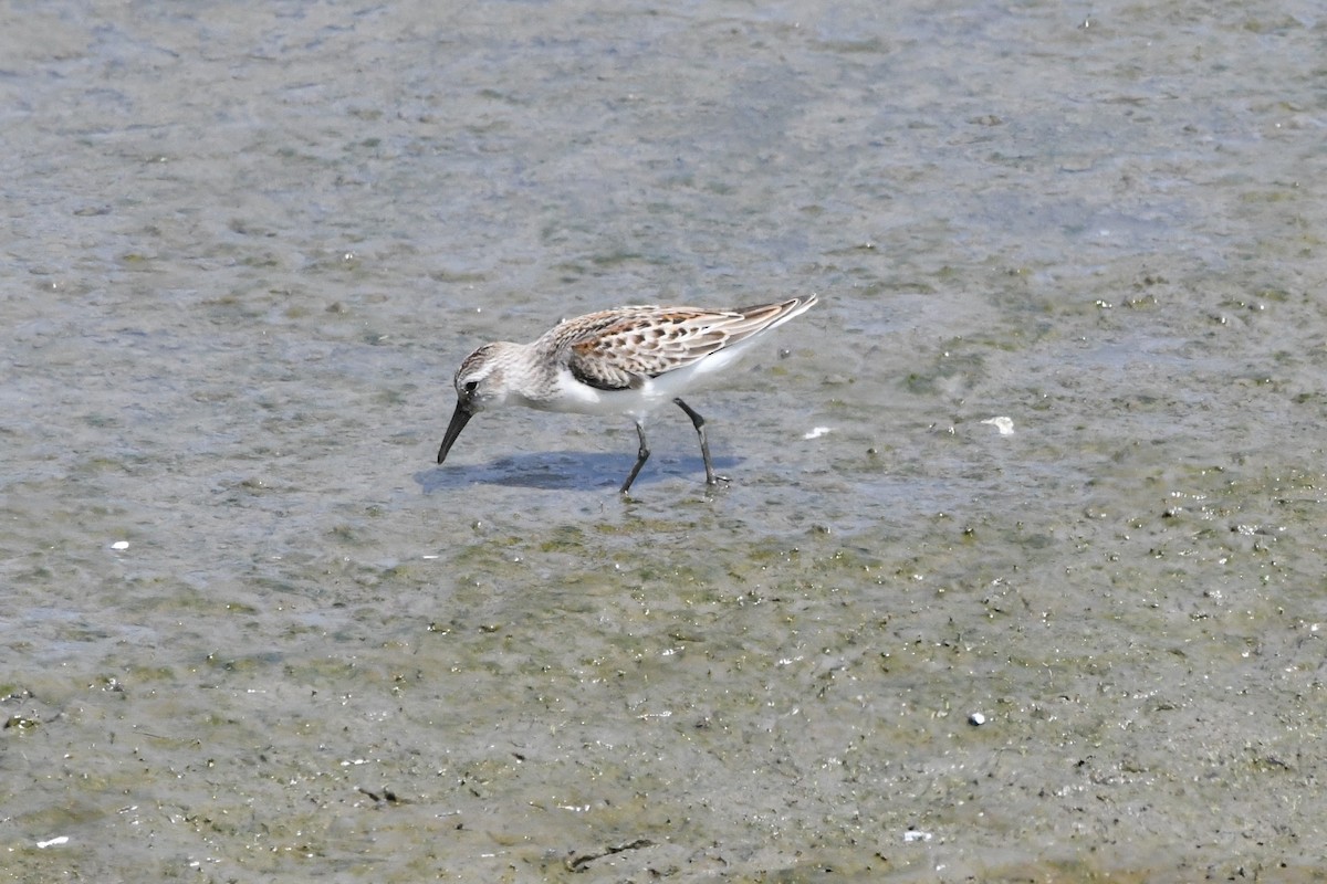 Western Sandpiper - Robert Scrimger