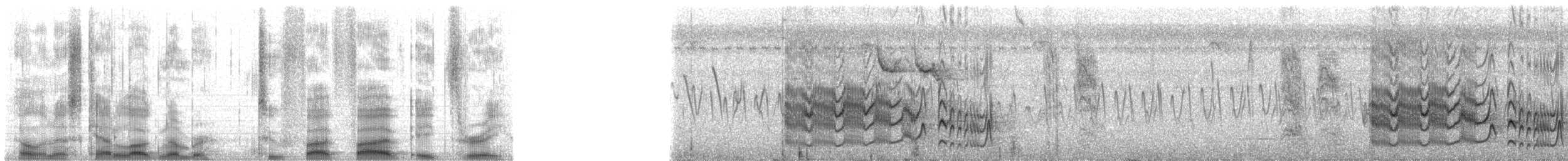 Starkschnabel-Maskentyrann (pitangua) - ML25583