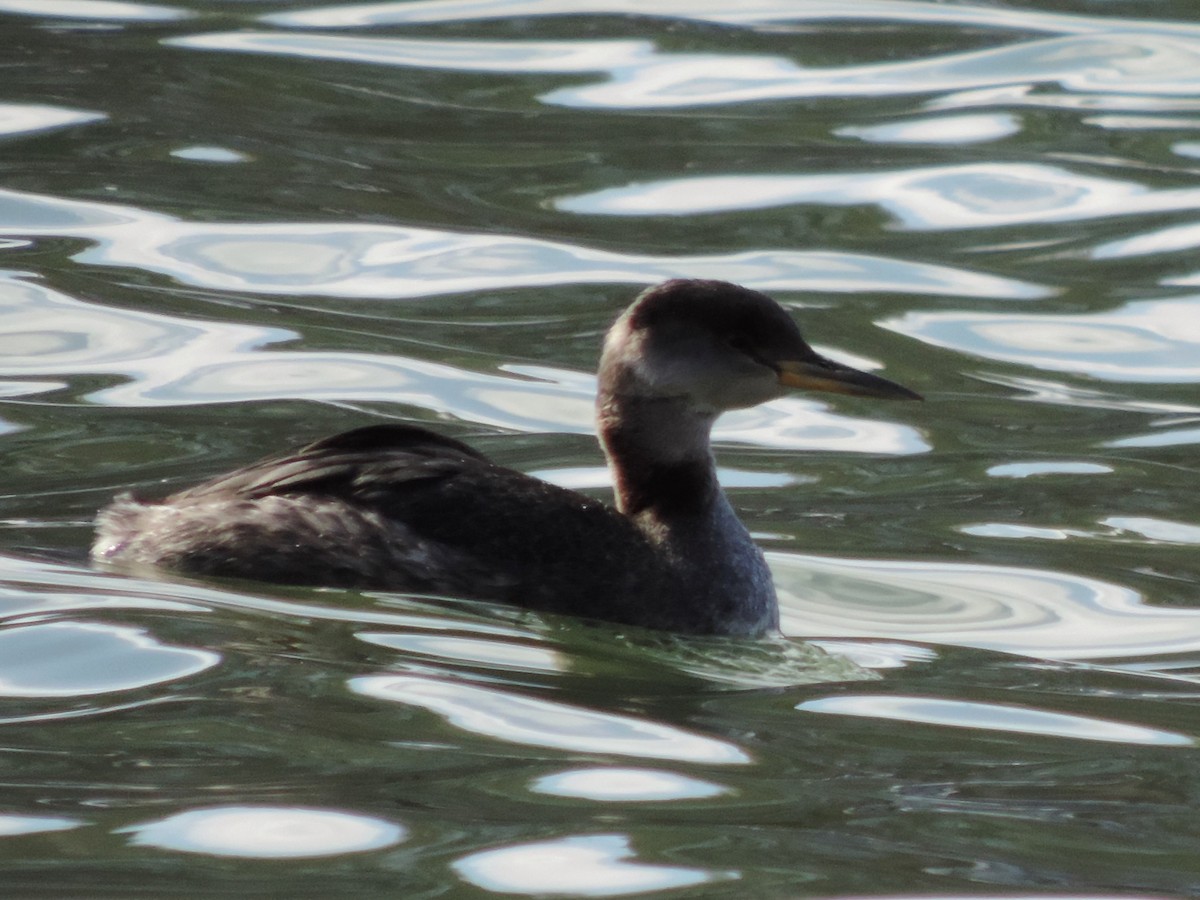Red-necked Grebe - ML255830191