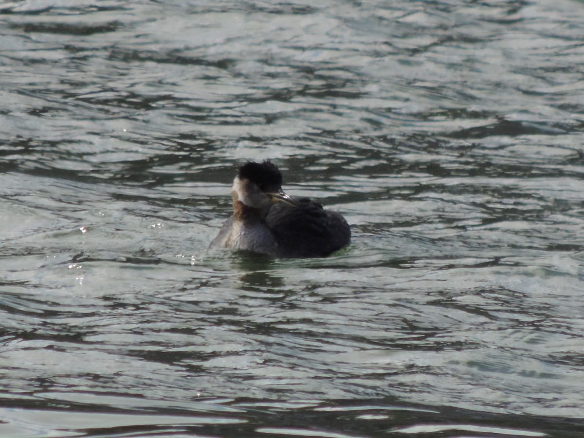 Red-necked Grebe - ML255830221