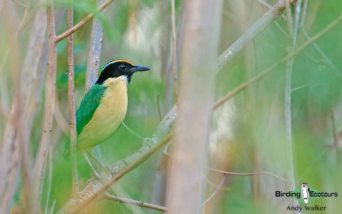 Ornate Pitta - Andy Walker - Birding Ecotours