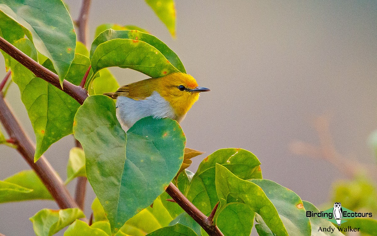 Yellow-spectacled White-eye - Andy Walker - Birding Ecotours