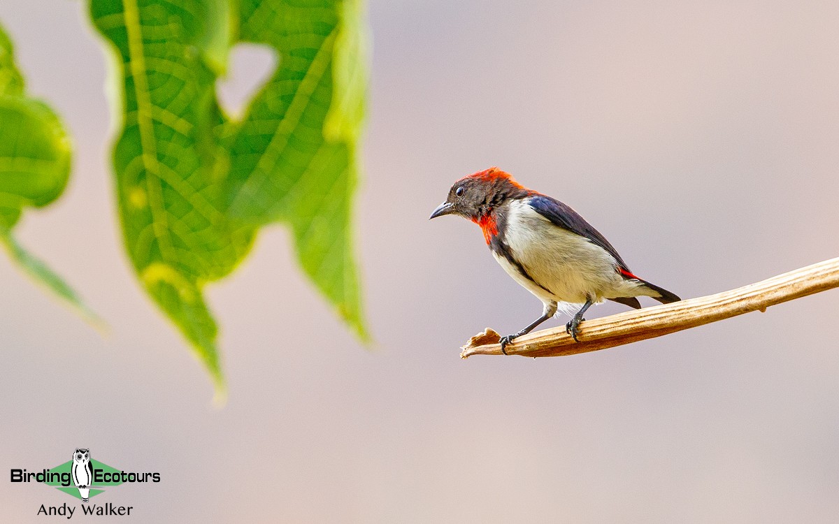 Black-fronted Flowerpecker - Andy Walker - Birding Ecotours