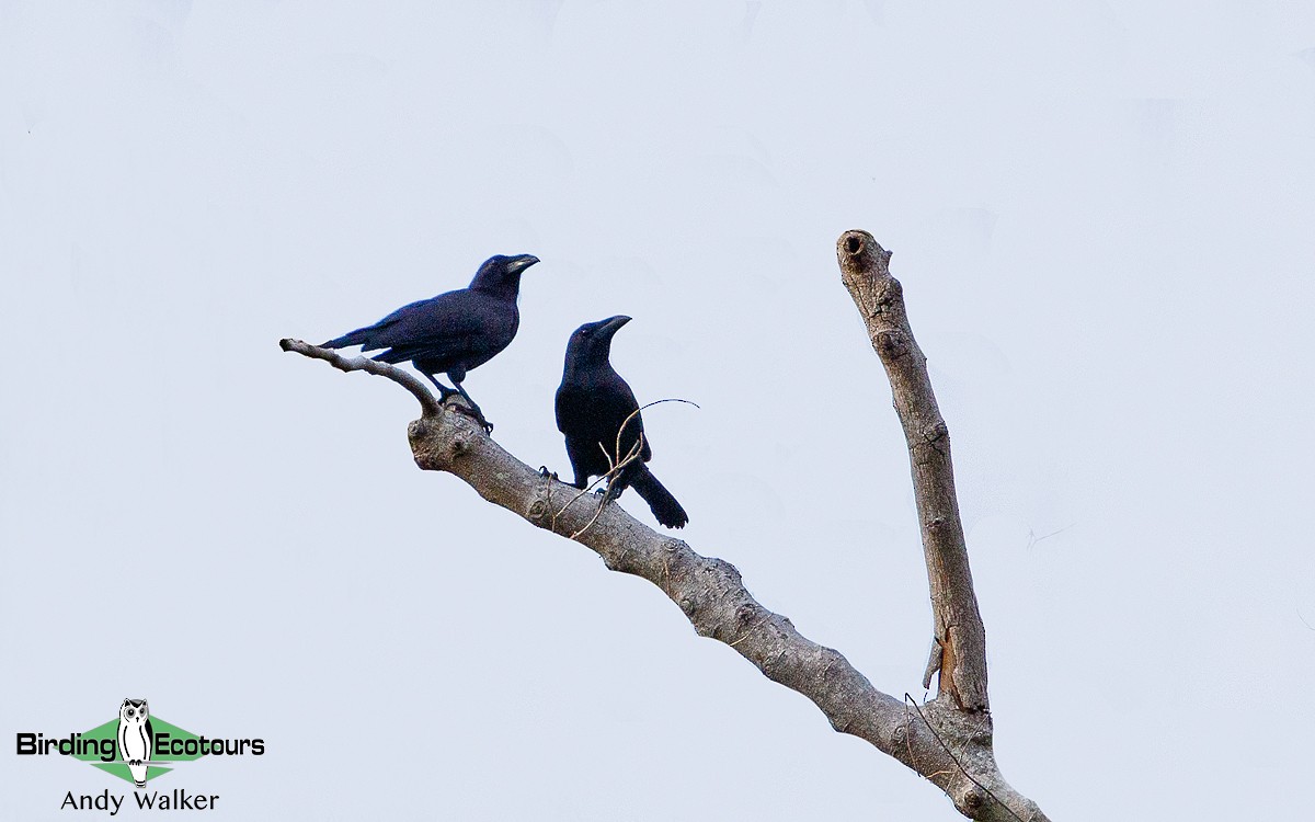 Flores Crow - Andy Walker - Birding Ecotours