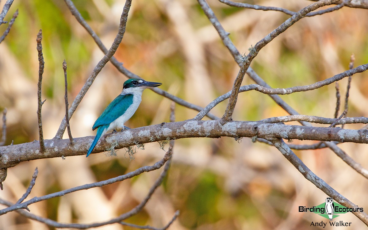 Collared Kingfisher (Collared) - Andy Walker - Birding Ecotours