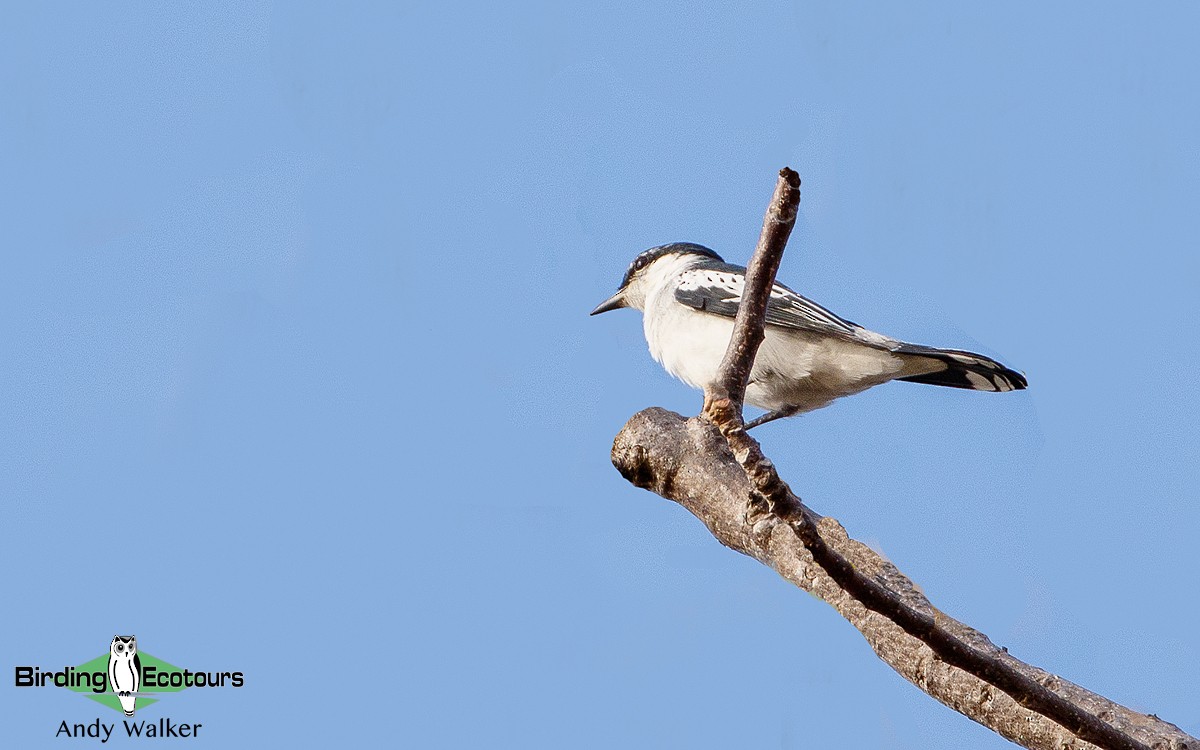 White-shouldered Triller - Andy Walker - Birding Ecotours