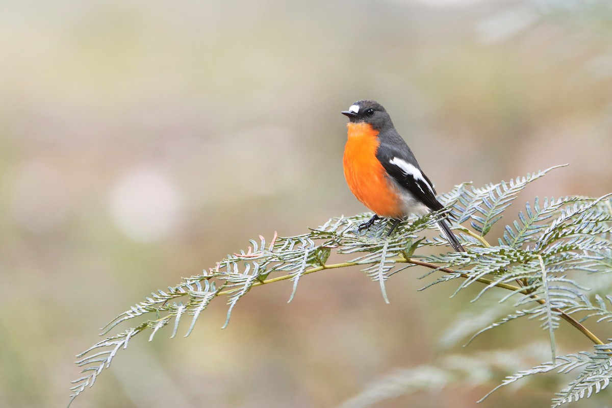 Flame Robin - ML255831881