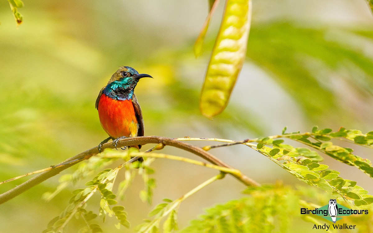 Flame-breasted Sunbird - ML255832501