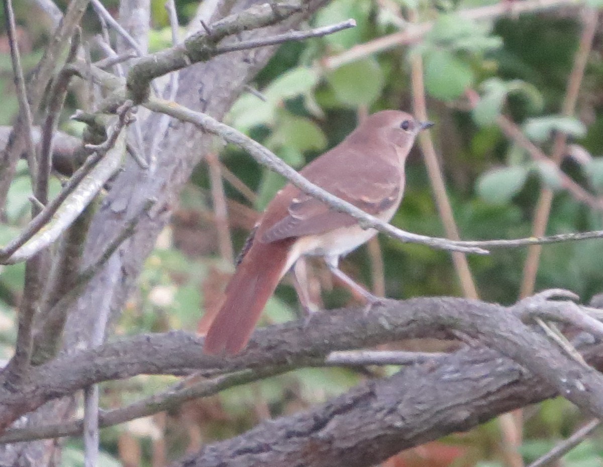 Common Nightingale - Fereydoon Gharaei