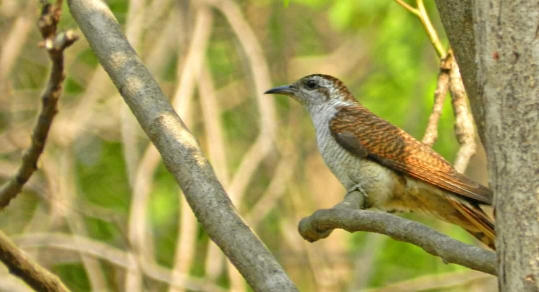 Banded Bay Cuckoo - ML255833281