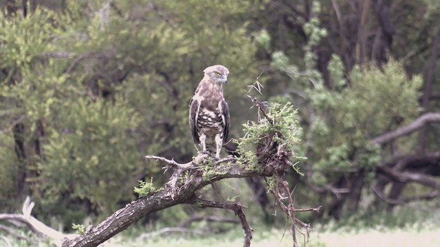 Black-chested Snake-Eagle - ML255833631