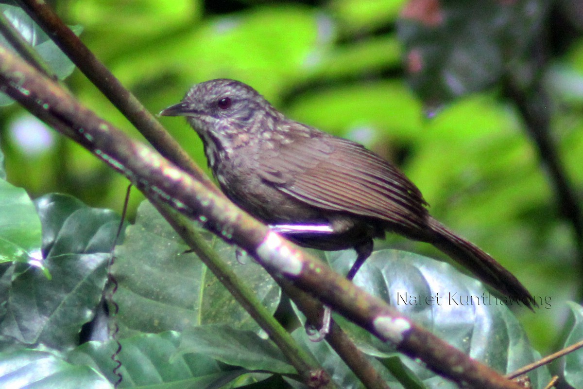 Variable Limestone Babbler - Naret Kunthawong