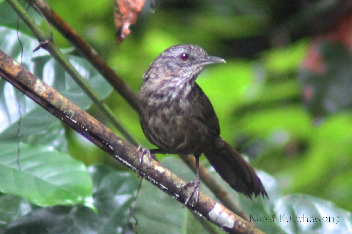 Variable Limestone Babbler - Naret Kunthawong