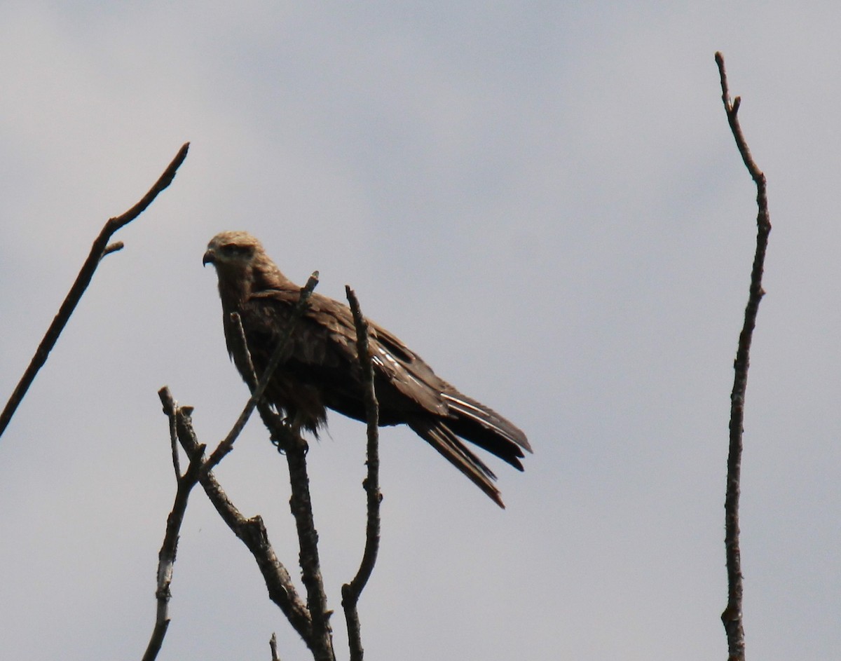 Black Kite - ML255835111